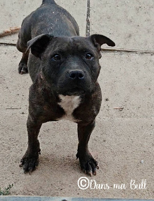Étalon Staffordshire Bull Terrier - Angel Killer Skarla