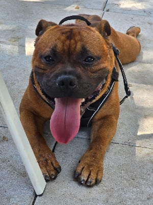 Demon Black Under control