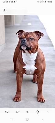Étalon Staffordshire Bull Terrier - Angel heart diva Imperial Red Bull