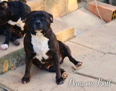 Étalon Staffordshire Bull Terrier - Ténèbre Dans Ma Bull