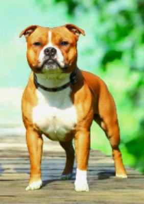 Étalon Staffordshire Bull Terrier - Pride and joy Imperial Red Bull