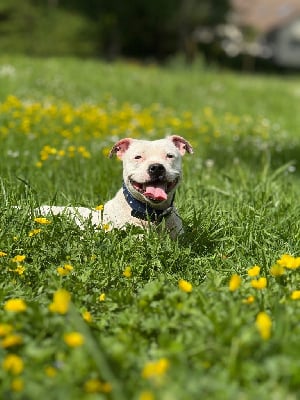 Étalon Staffordshire Bull Terrier - Taya Of The Warriors Red Skins