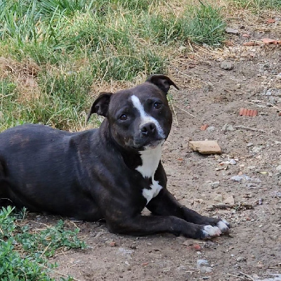 Étalon Staffordshire Bull Terrier - Sylia (Sans Affixe)