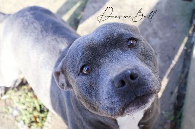 Étalon Staffordshire Bull Terrier - Unicorn Dans Ma Bull