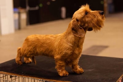 Étalon Teckel poil dur - Telma de la légende d'Androclès