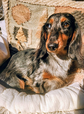 Étalon Teckel poil long - Venus Des Anges De L'apocalypse