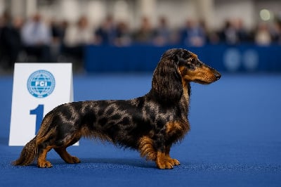 Étalon Teckel poil long - velsi vim Euphoria-belette