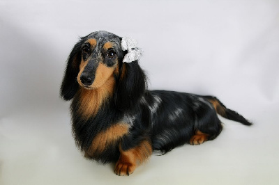 Étalon Teckel poil long - velsi vim Euphoria-belette