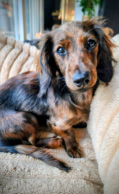 Étalon Teckel poil long - Littl Fut Zaza