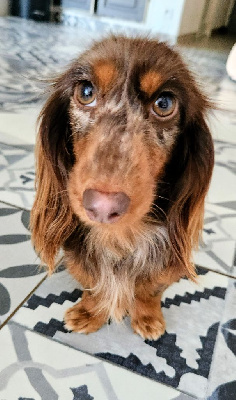 Étalon Teckel poil long - Very beautiful moshi des P'tits Cartoons