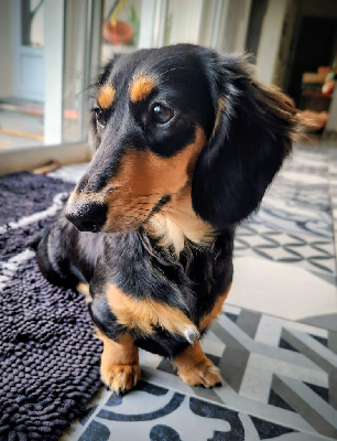 Étalon Teckel poil long - Littl Fut Olinda ( pepsy)