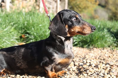 Étalon Teckel poil ras - izumrudnaya skazka Aurika