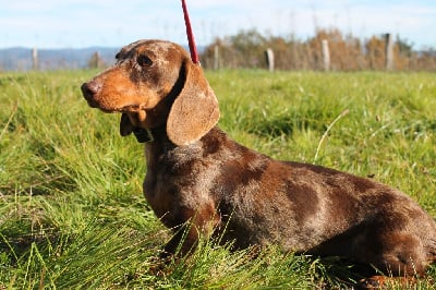 Étalon Teckel poil ras - anzhos kapriz Lorencia