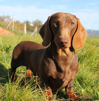 Étalon Teckel poil ras - lisego nosa Charuyuschiy ristretto