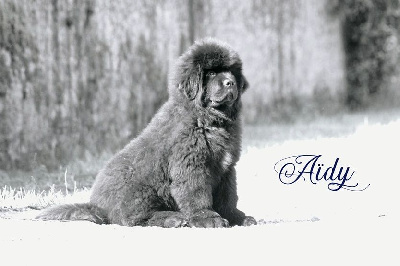 Étalon Terre-neuve - A limited edition Des oursons du vent