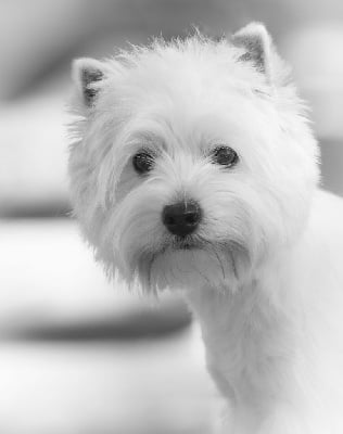 Étalon West Highland White Terrier - Vaïa virtual star du chalet de candresse