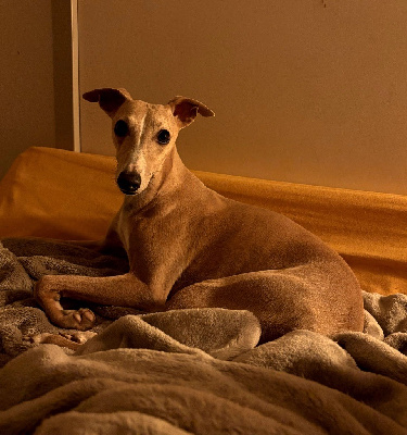 Étalon Whippet - Unique sweet silhouettes sprinter