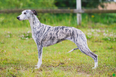 Étalon Whippet - CH. Ryma chimeric lagertha of Cyly of Course