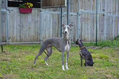 Étalon Whippet - Rose romance Des Vertes Merveilles