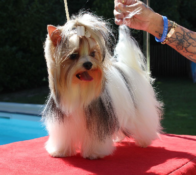Étalon Yorkshire Terrier - Bella liza diamond empire