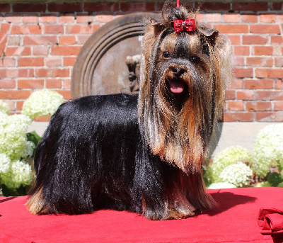 Étalon Yorkshire Terrier - Pepsi cola violin for my band