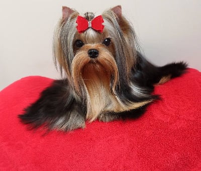 Étalon Yorkshire Terrier - Lee lisa solar city