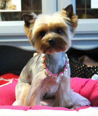 Étalon Yorkshire Terrier - Sonie du jardin de ianie