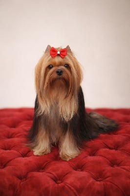 Étalon Yorkshire Terrier - Mad Square Garden Stay'in alive