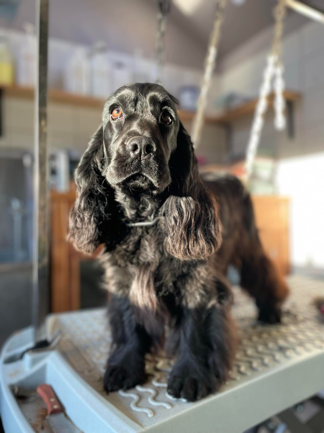 Publication : De La Rose Anglaise 