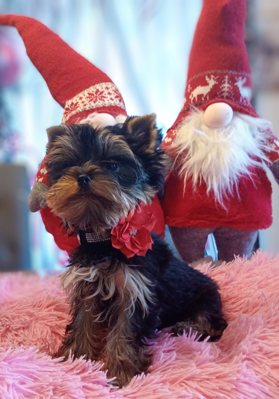 Publication : (Sans Affixe) 