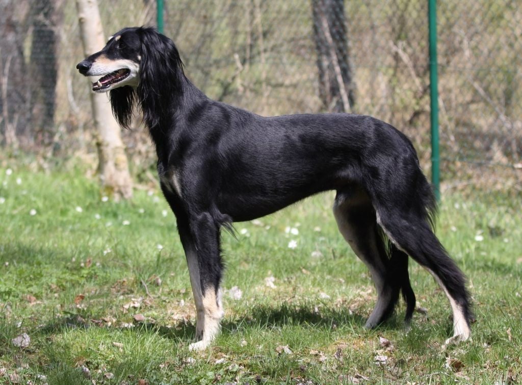 Publication : Al Hfifa Saluk Auteur : sc