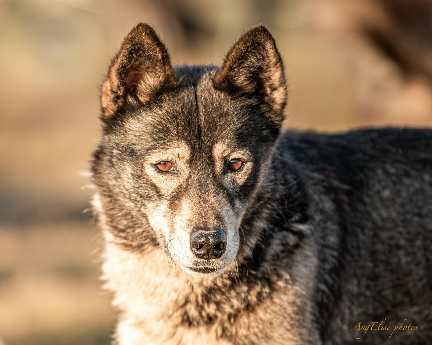 Publication : Of Northern Lights Spirit 