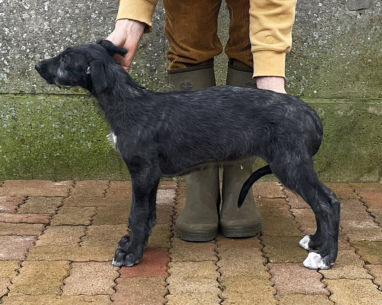 Publication : Antonius Vertragus 