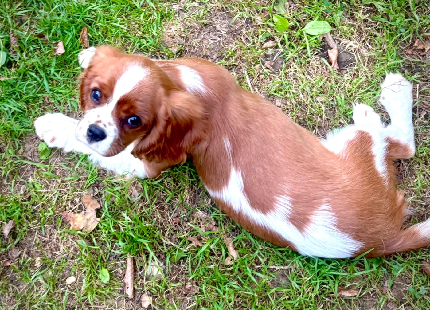 Publication : Du Bois Des Girardons