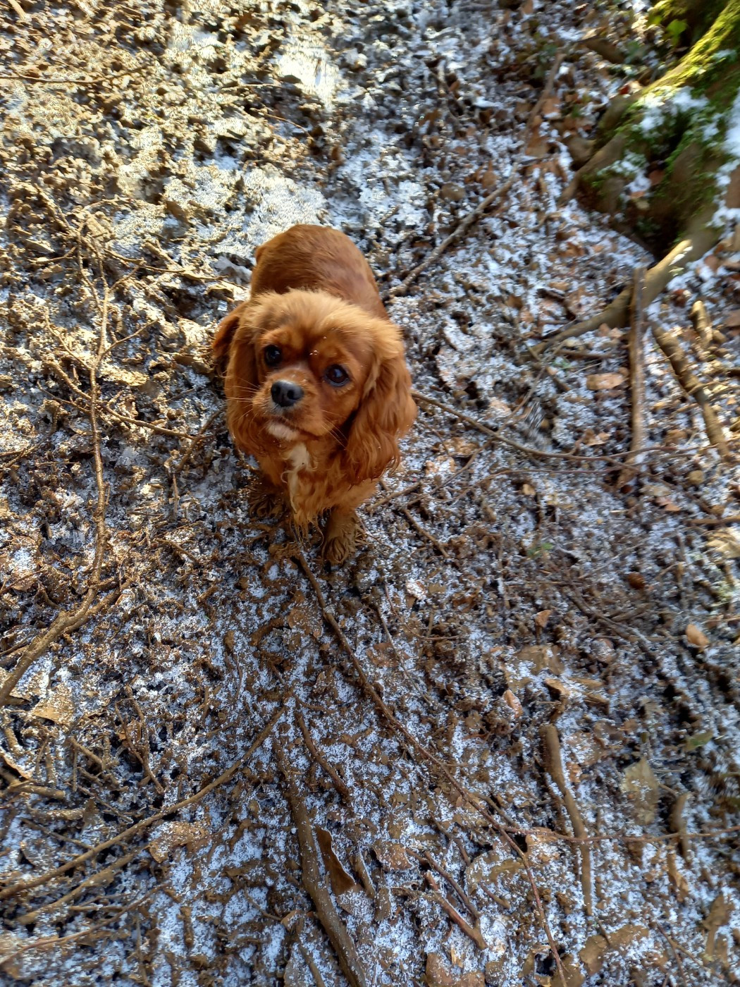 Publication : du logis des harfangs Auteur : PETETIN Chantal