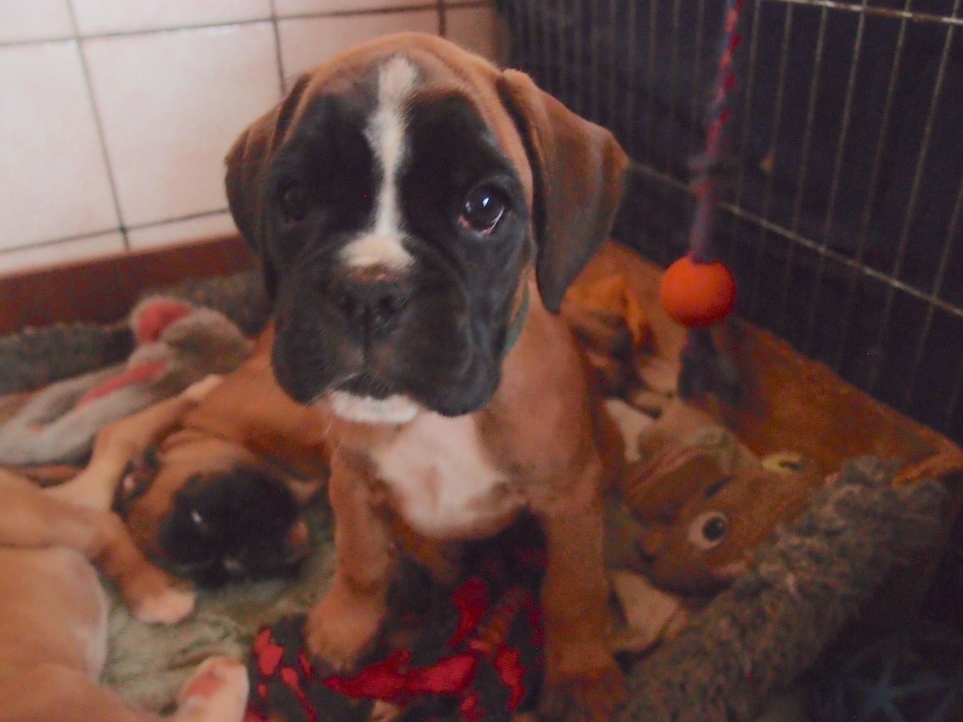 Publication : du Mas aux Albizzias Auteur : Annie SIMON