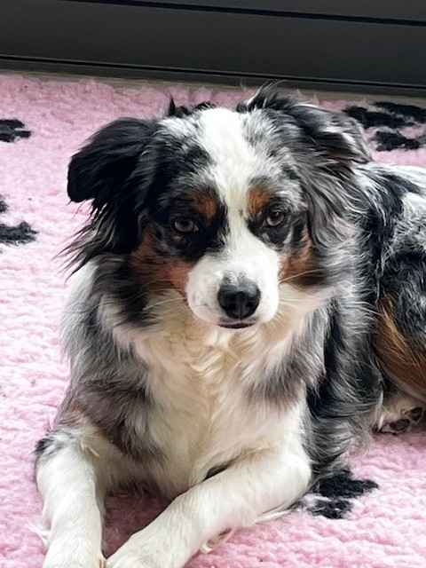 Publication : De La Forêt Qui Chante 