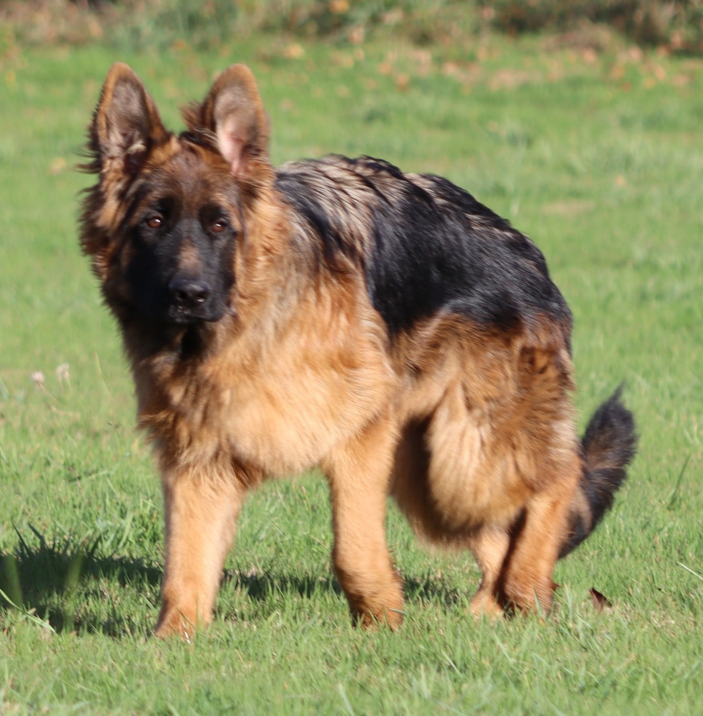 Publication : Elevage du Domaine de Chadadias Auteur : Satizelle David