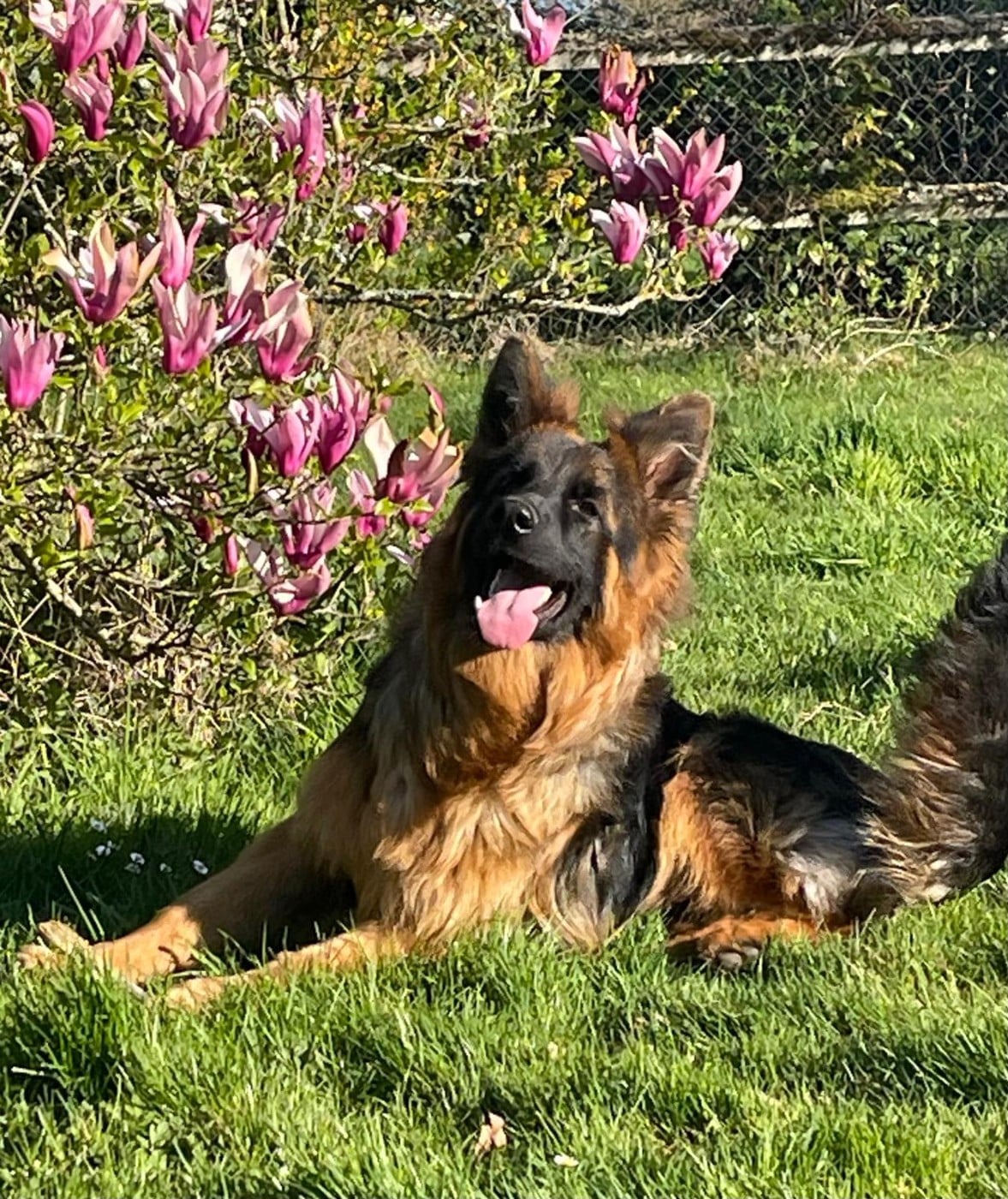 Publication : Elevage du Domaine de Chadadias Auteur : Satizelle David