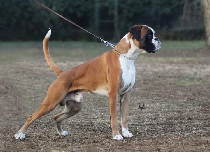 QUARZO dell ottava meraviglia