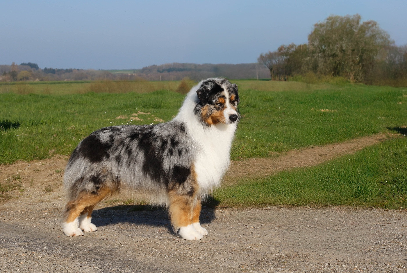 Publication : Del Diamante Azul 