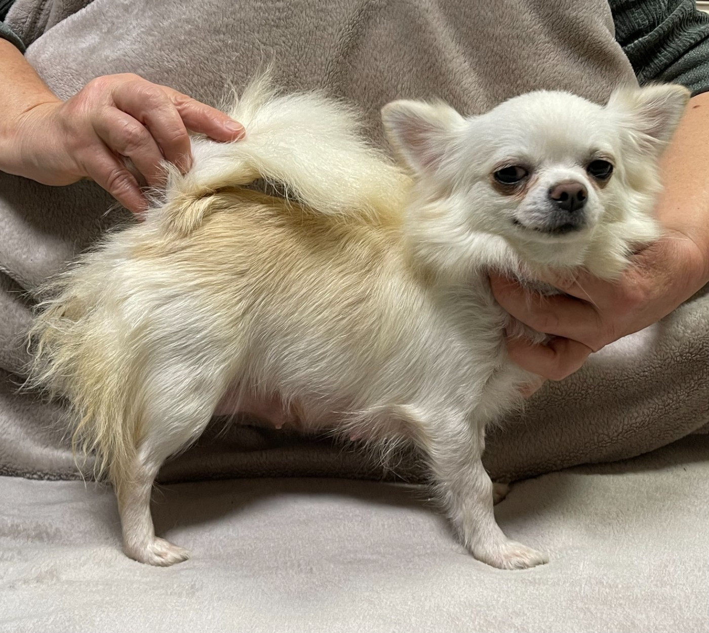 Publication : Des Etoiles De Nice Auteur : REAUBOURG CATHERINE