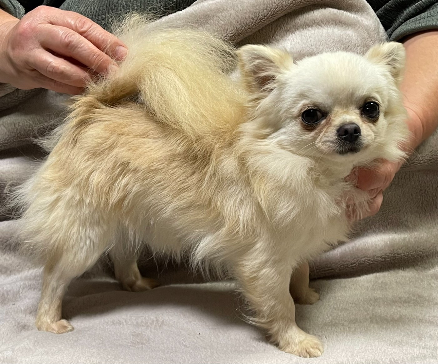 Publication : Des Etoiles De Nice Auteur : REAUBOURG CATHERINE