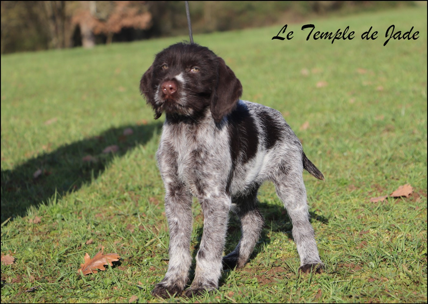 Publication : du temple de jade 