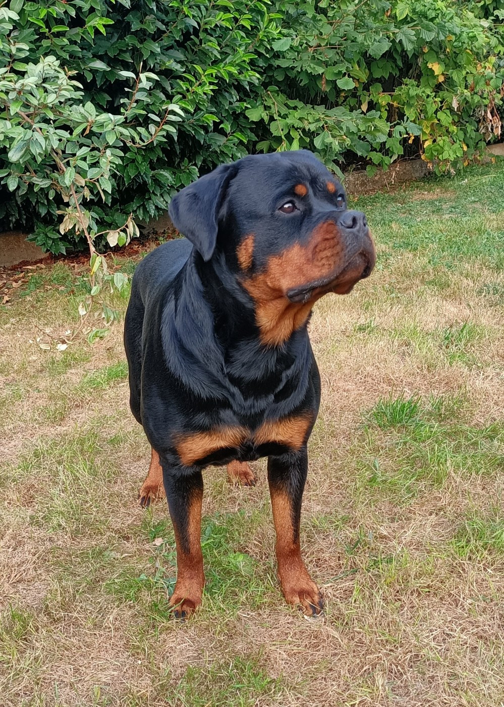 Publication : De La Maison D'izzie Auteur : De la maison d'izzie