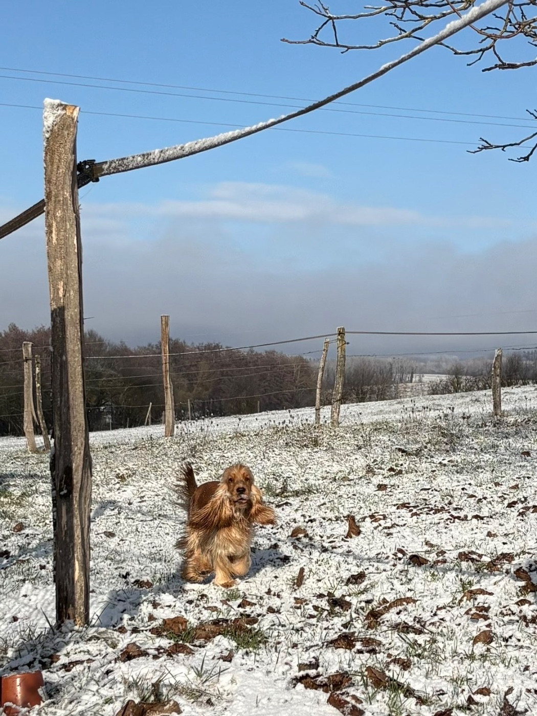 Publication : Du Clan De La Truffe D'or Auteur : BORGO Tony