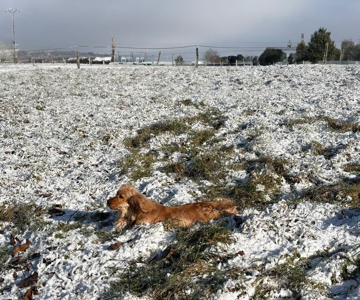 Publication : Du Clan De La Truffe D'or Auteur : BORGO Tony