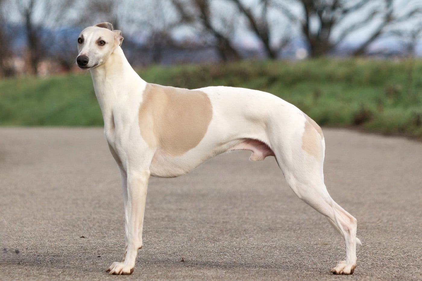 Publication : Lazyjil Jewels Auteur : PM