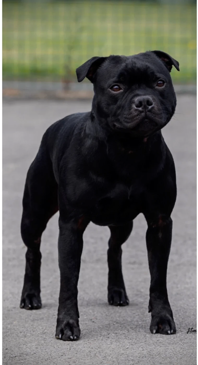 Publication : De Contagious Magic 