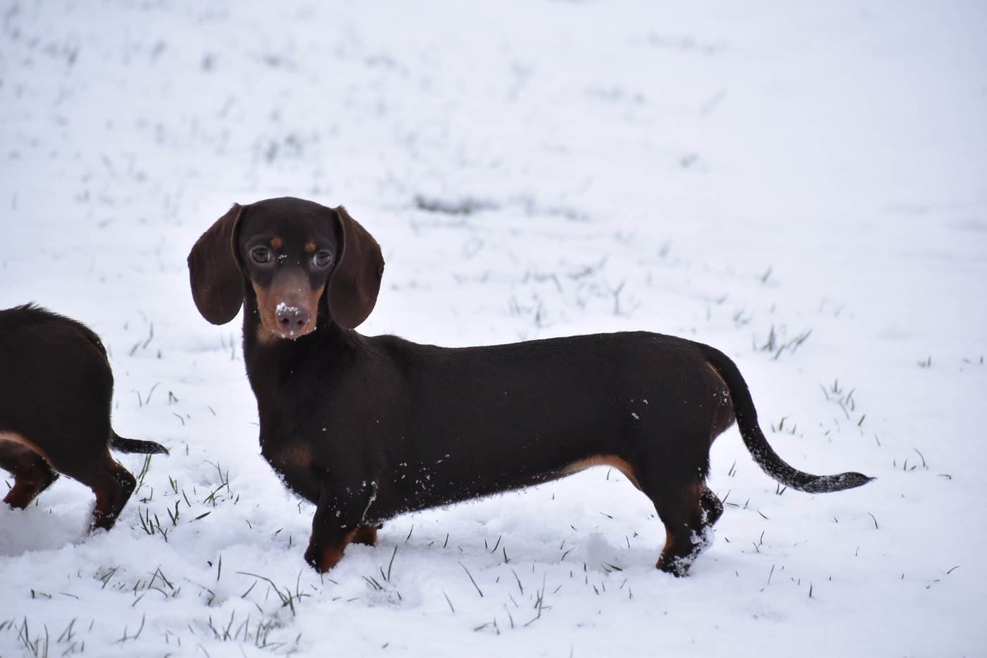 Publication : My Fair Chi